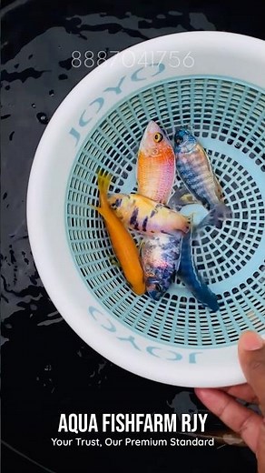 African Peacock Cichlids – The Kings of Lake Malawi 🐟🌈