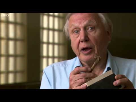 Why Did the Elephant Bird Become Extinct? | Attenborough and the Giant Egg | BBC Earth