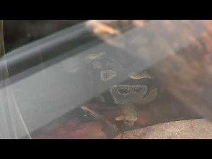 Ball python (KAMINE ZOO, Ibaraki, Japan) December 4, 2018