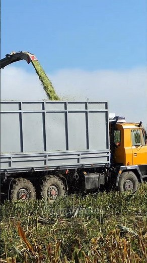 Claas Jaguar 980 + Tatra 815 Agro Silaže kukurice / Corn Silage