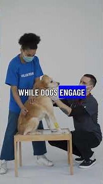 Cats vs Dogs: Exploring Intelligence and Social Roles