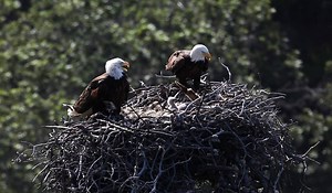 Webcam Alert: Bald Eagle Chicks Hatch in Channel Islands | KQED