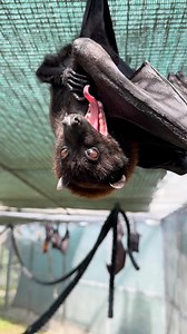 205K views · 17K reactions | Spring cleaning? Variable Flying Fox,...