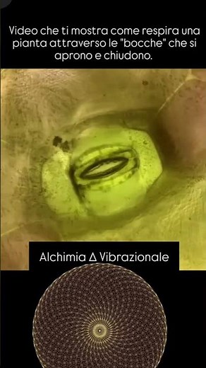 Secondo video per spiegare cos' è uno stoma e come percepisce le vibrazioni e i suoni con