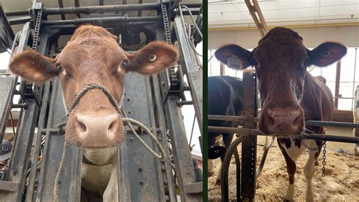 CREAM is UVM's hands-on student-run dairy herd. Amy visits the CREAM barn on Spear St. (the Paul Miller Research facility) to introduce a CREAM-er she knows very well and the faculty advisor for the CREAM program, Dr. Stephen Wadsworth. It's about cows, agriculture, Vermont, life and death! #CREAM #uvm #universityofvermont #agriculture #acrossthefence #handsonlearning #experientialeducation #cows #cowstory | Across the Fence