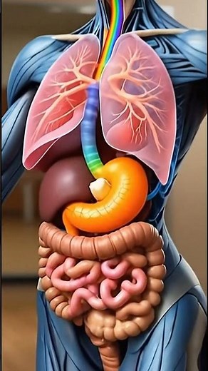 How Your Body Processes a Banana | Detailed 3D Human Digestion Animation