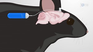 Video: Evaluating the Effect of Continuous Drug Infusion into the Mouse Brain on Peripheral Glucose Levels - Experiment