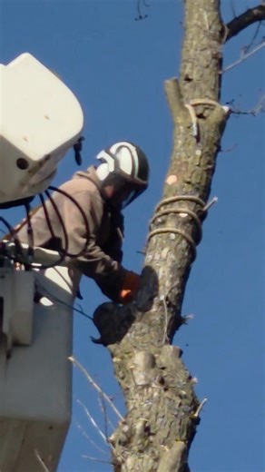 Thurston Tree Service nails it again, 75ft tree above the cabin down and out.. | Mickey Thurston