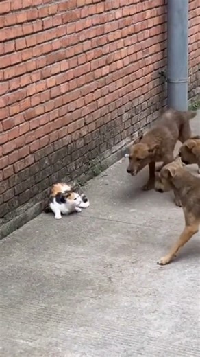 When Wild Animals Become Heroes - You Won't Believe #animalattacks