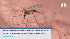 What is eastern equine encephalitis?