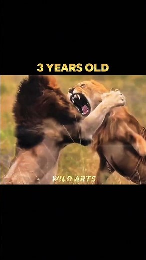 Lion Evolution 🦁 #shorts