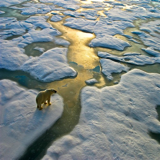 Most polar bears could be extinct by 2100 as the Arctic warms - The Weather Network