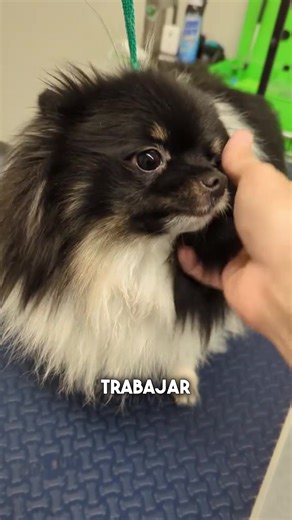 Transformación de Chewy: Antes y Después del Baño