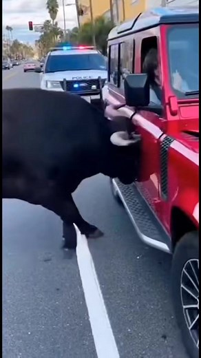 Mad bull attacked several cars and created chaos in California traffic | Decoração e Reformas