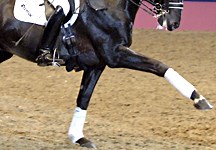 Avoiding dressage injuries - Horse & Hound