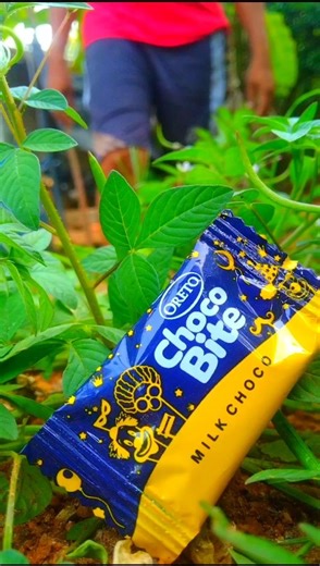 Sharing 🍓🍒 Colorful Chocolate With Ants -26 #shorts #food #eating