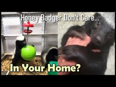 Keeping Honey Badgers as Pets??