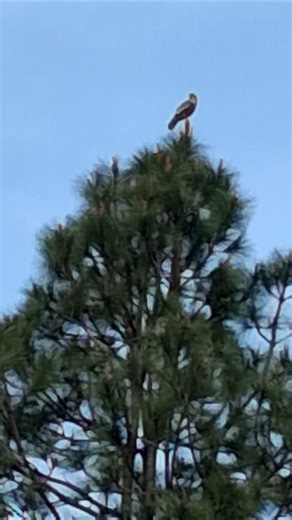 #naturesvoice #hawks #hawk #magicmoments #messenger 🙏