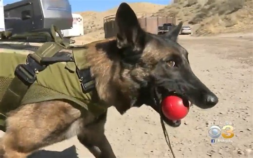 美剧《海豹突击队》中的狗狗演员