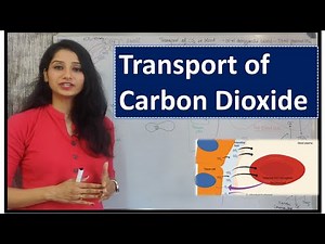 Transport of Carbon dioxide in blood I Human Physiology I Breathing & gas exchange I Respiration I