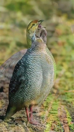 different birds sounds #beautifulbirds #differentbirds #birds#virelshort