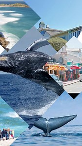 “Adventure awaits with Status Travels! With us, you choose your journey. Explore Plettenberg Bay with hiking, bungee jumping, zip lining, local wine tasting, horse riding, and even camel rides on the beach. Discover Mossel Bay, home to the thrilling Dragon Dune sandboarding, Seal Island boat cruises, and the Bartholomew Diaz Museum. Or journey to Hermanus, where you’ll enjoy the harbor, scenic cliff path walk, and whale watching in season. Each package is a 4-day, 3-night getaway with comfortabl