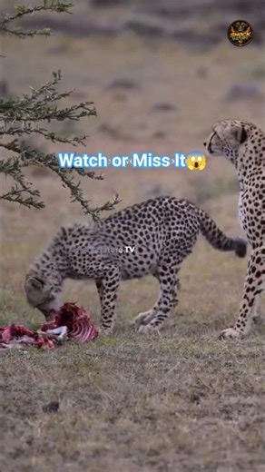 Cheetah Cub’s First Hunt 🐆 | Wild Lesson