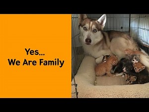 50 Heartwarming Dog Moments That Can Instantly Brighten Your Day