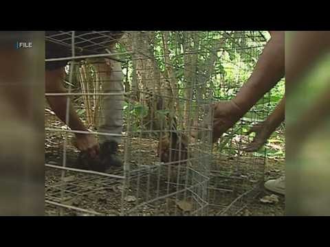 Activists angered over West Oahu chicken fights, residents defend practice
