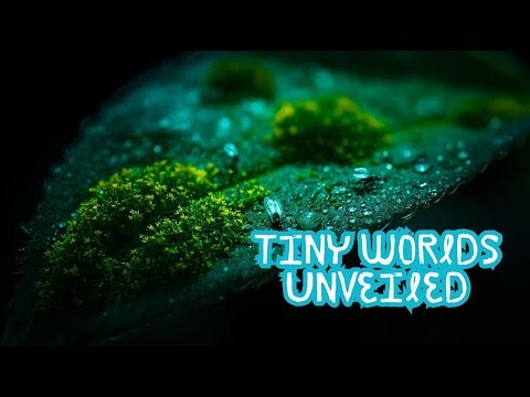 The World’s Smallest Ecosystems | Tiny Worlds Hidden in Plain Sight