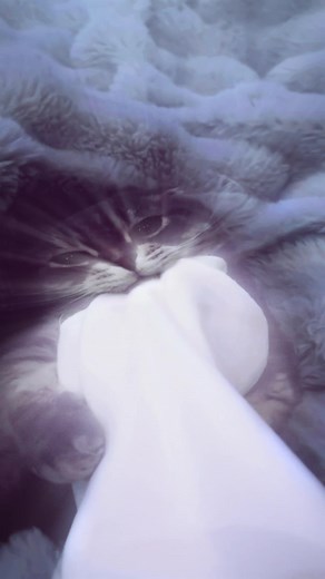 Chill Cat Sounds for Relaxation & Study