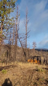 Clearing Dead Trees...Wait for it... Up in the hills with my son this week clearing some dead trees killed by a fire. Got four for the price of one. A 40 year old CASE 850 Dozer. | Doug Batchelor