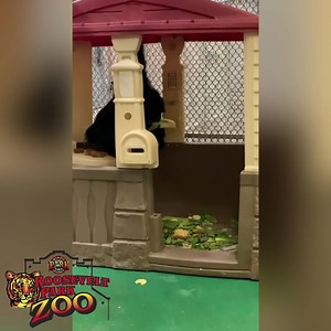 Roosevelt Park Zoo on Reels