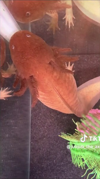 it’s ducky’s golden hour ☀️ #jubjub #ducky #axolotl #axolotls #axolotlsoftiktok #pet #pets #petsoftiktok #cutepet #weirdpets #animals #amphibian #aquarium #fish #lizard #fyp