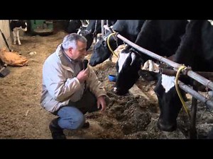 Chenango Dairy Cow Comfort 1: Tie Stall Barns