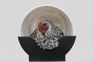 EZ Slide Chicken Nesting Box - Etsy
