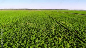 aerial view process of spraying with chemicals and pesticides fields with potatoes. Growing potatoes in fields cultivating vegetables. tractor pulls barrel with irrigation system behind it.