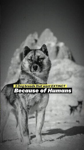 3 Dog Breeds That Humans Made EXTINCT! 😢🐶#dogs #dogfacts