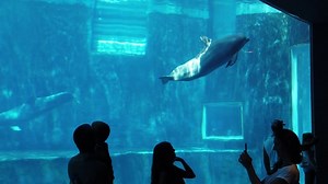 無料動画 - 水族館, イルカ, 展示, 動物園, 観光客, 魚, 海, 海洋