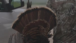 We love helping others that want to help us save turkeys. Would you want to help or get a chance to have a once in a lifetime experience? 🦃 Click Here⬇️⬇️⬇️ Raffles➡️https://turkeysfortomorrow.org/turkey-hunt-raffles/ Donate➡️https://turkeysfortomorrow.org/donate/ #forturkeys #turkeysfortomorrow #ntuneoutdoorproductions #truetimber | Turkeys For Tomorrow