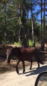 Traffic in Carova is really getting out of control. 😉 | Corolla Wild Horse Fund