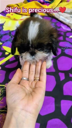 Priceless Shifu...🧿...#mastershifu #petshorts #shihtzu #pets #petlover #dogcomedy #cutepet #cutedog