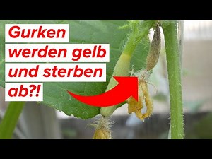 Cucumbers turn yellow and die? 5 causes & quick solutions!
