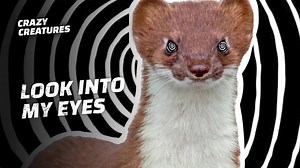 How stoats force rabbits into fatal hesitation