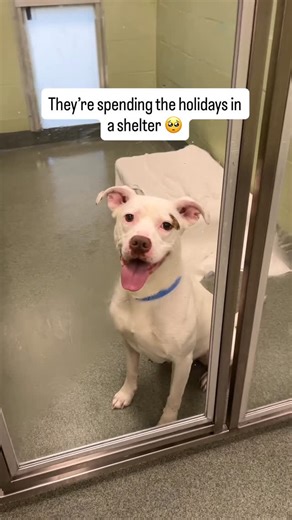 Humane Society of Broward County on Instagram: "They should be in loving homes 🥺 Not spending the holidays in a shelter 💔 Their names are Betsy, Kodak, Patron, Ruby, Coleman, Atlas and Carmen ❤️ You can help make their holidays a little brighter this season 🙏 Even if you cannot adopt, you can show your love by sending our homeless pets special gifts off of our holiday wishlist 💝 Or you can make a donation to our shelter through the fundraiser on our page ❤️ The link to our holiday wishlist i