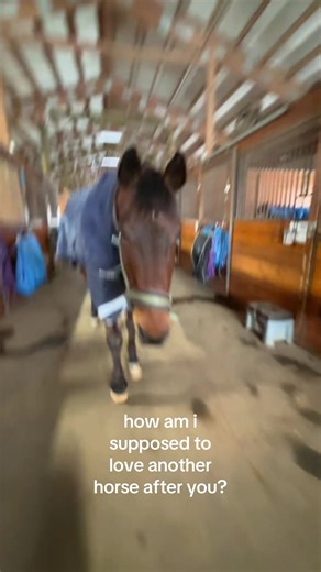 i miss him #horse #horseoftiktok #fyp #dontletthisflop #sports