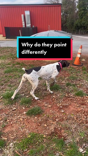 Unique Pointing Styles of Bird Dogs: Remy and Nelly