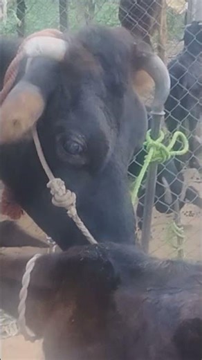 #cow & calf bonding #