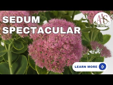 Sedum 'Spectacular': The AAS Winner for Year-Round Garden Drama! 🌟#aaswinner #gardening #garden