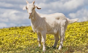 For £5, you can have a goat interrupt your Zoom meeting